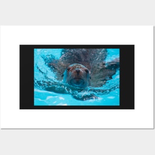 Sea Lion Love Posters and Art